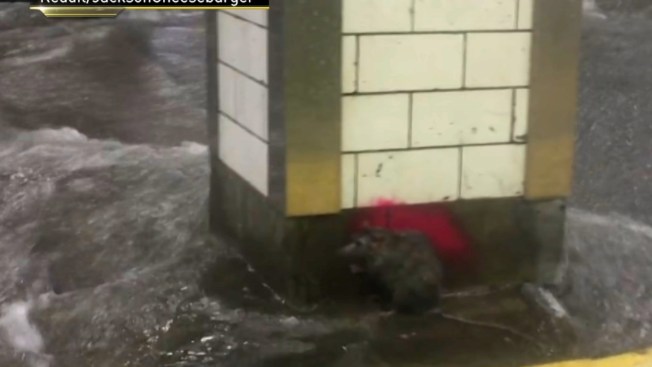 'Flood Rat' Huddled Amid Rushing Water In NYC Subway Wins Rare Sympathy - NBC 6 South Florida