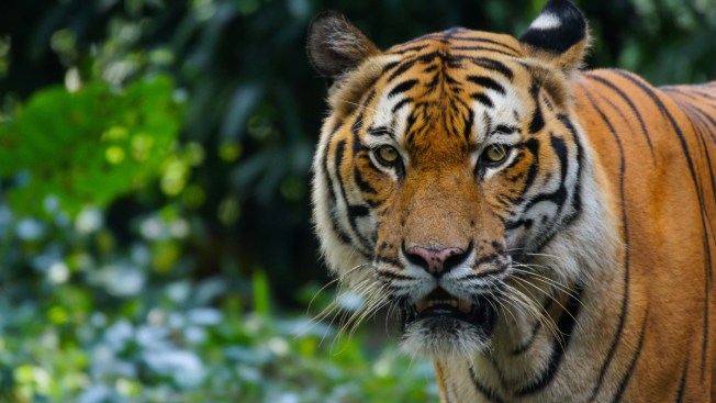 Living Well With Cardiovascular Disease