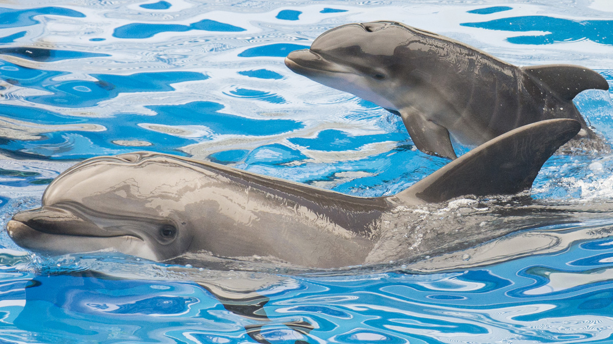 SeaWorld Orlando Offers BOGO Deals For Blue Friday Promotion