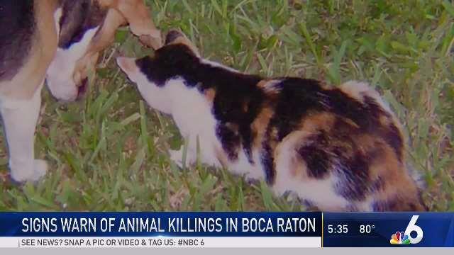 Cat Killed in Acid Attack in Boca Raton