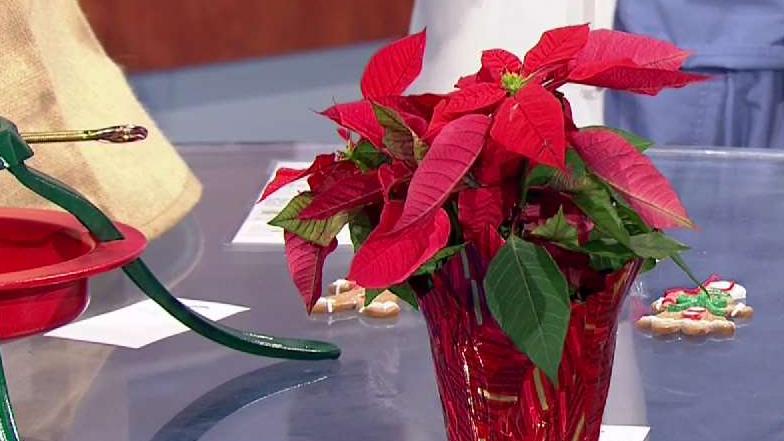 Christmas Dangers For Pets