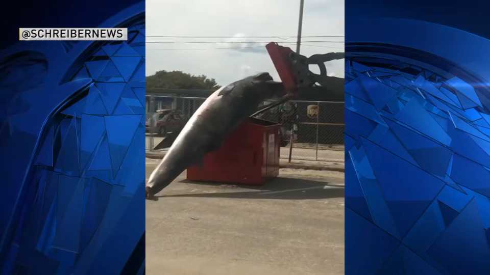 Failed Attempt to Put Dead Whale in Dumpster 'Was a Mistake': PD