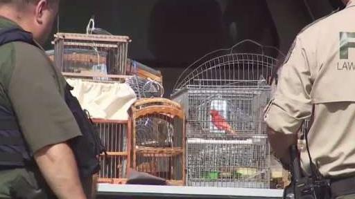 Six Face Charges Over Alleged Migratory Bird Trafficking