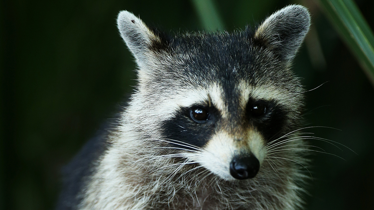 Rabies Alert Issued for Area of Southwest Miami-Dade
