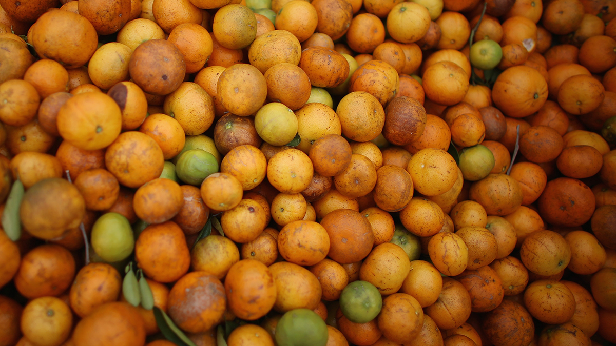 Disease, Irma Has Left Florida Citrus Industry Reeling