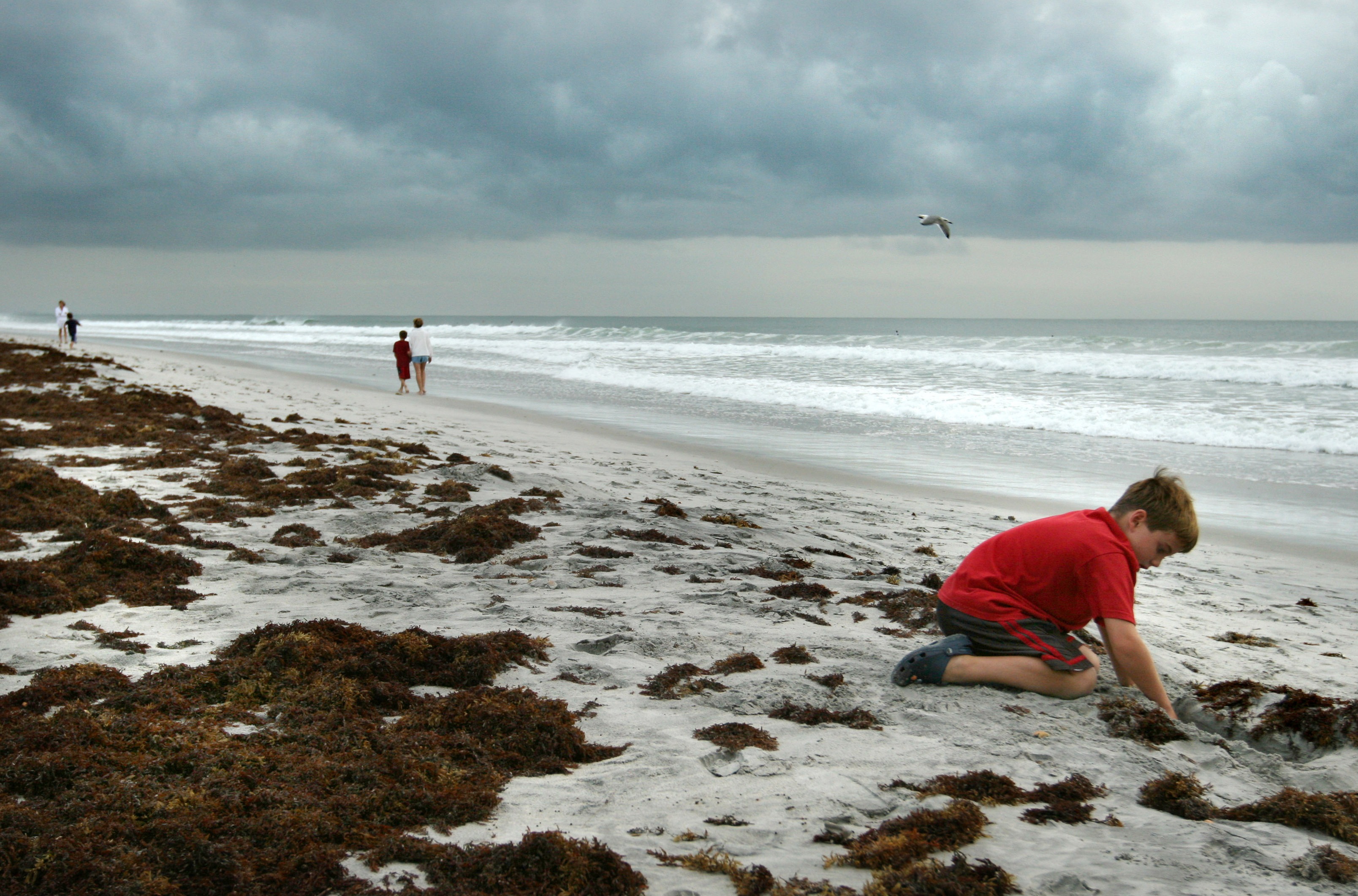 Beachgoers Beware: Seaweed Washes Up on S. Florida Beaches