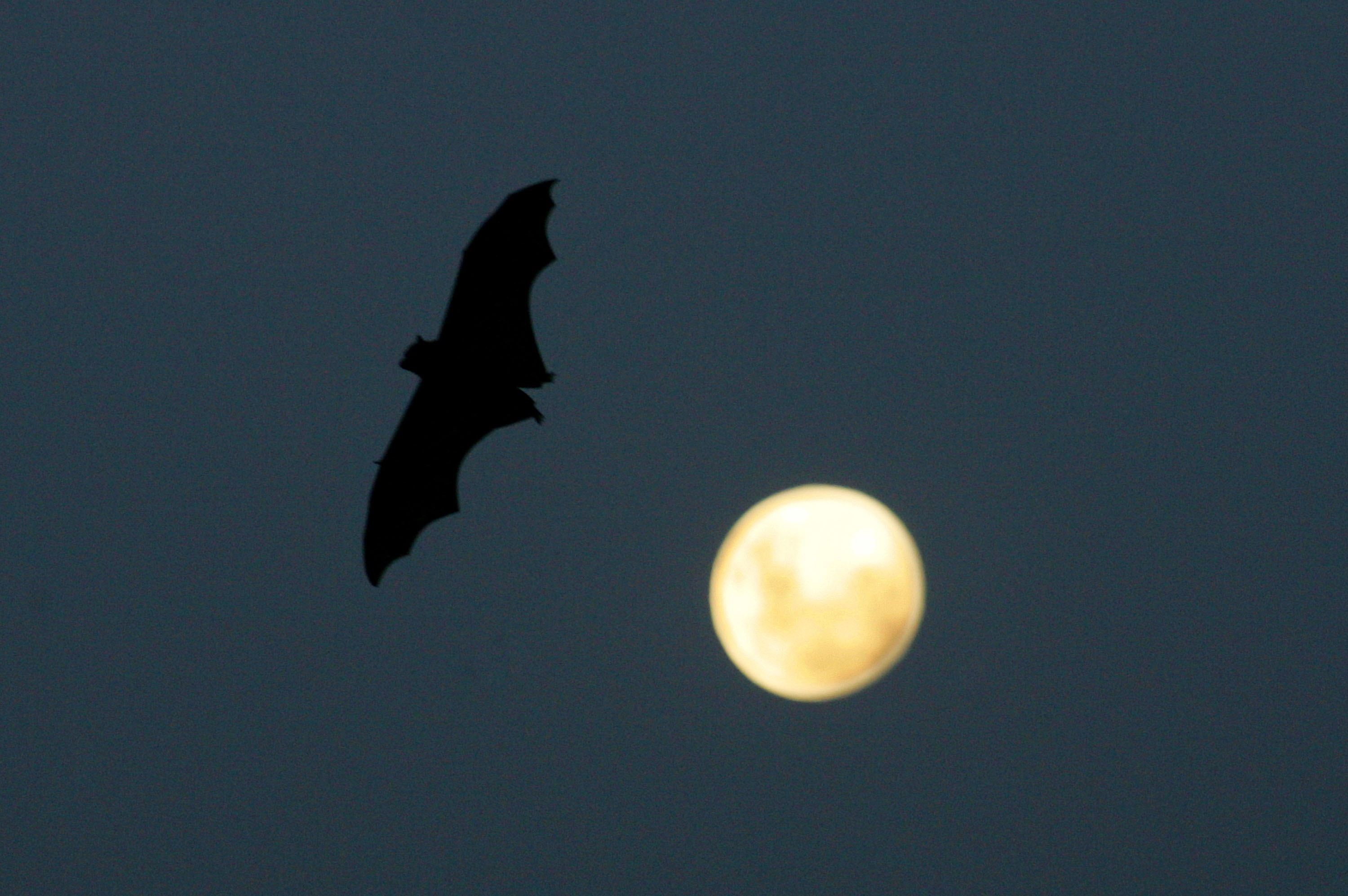 Rabies Alert After Bat Tests Positive in Boca Raton