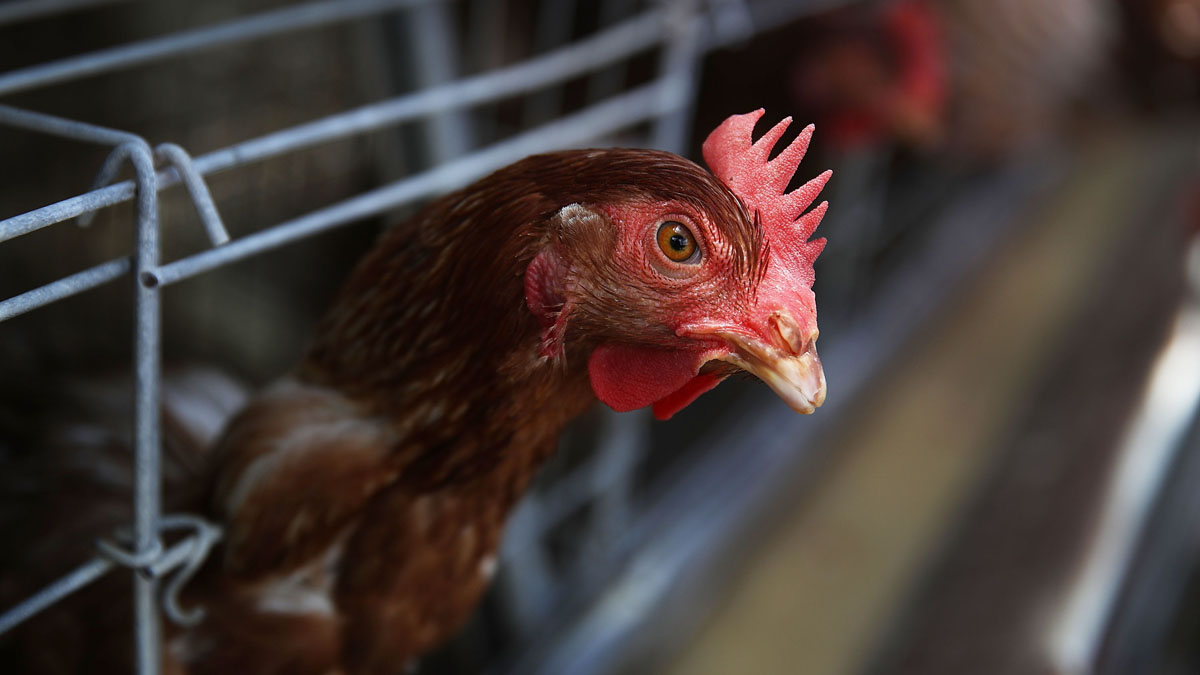 Florida Teen Bit Head Off Live Chicken at High School