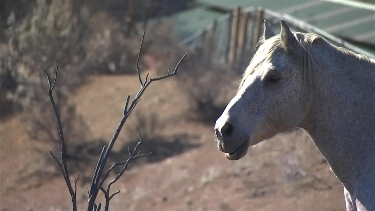 Donovan the Stubborn Horse Stands His Ground During SoCal Fire