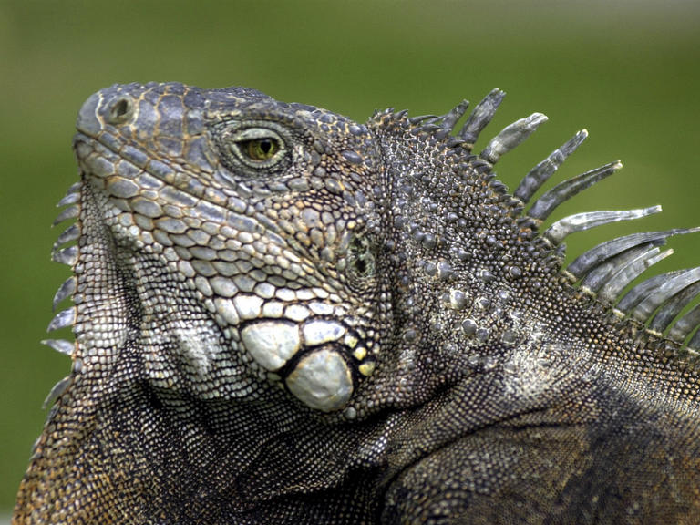 Florida Moves to Control Booming, Invasive Iguanas