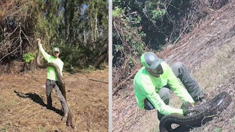 Large Python Found in West Miami-Dade Neighborhood