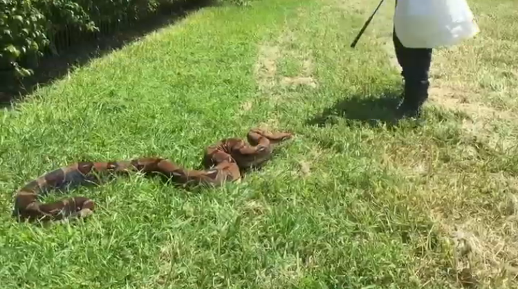7-Foot Boa Captured in Miami Lakes