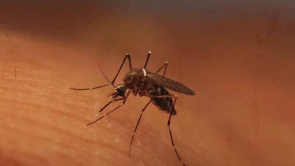 Officials Confirm Case of Mosquito-Borne Dengue Fever in Miami-Dade