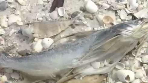 No Swim Advisory Issued for Some Florida Beaches