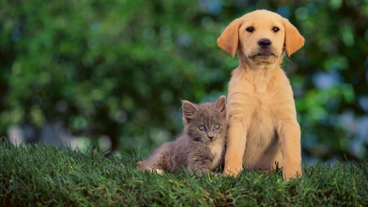 Find a Participating Shelter Near You