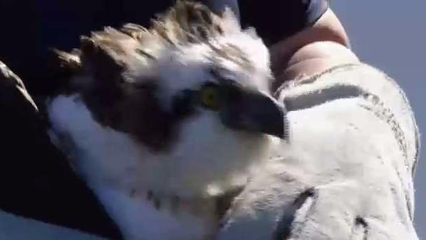 Rescued Osprey Released After Stint in Miami Beach