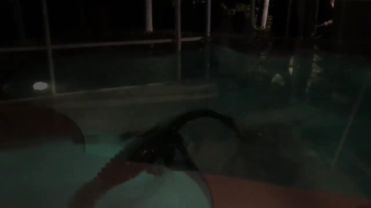 11-Foot Gator Pulled From Florida Swimming Pool