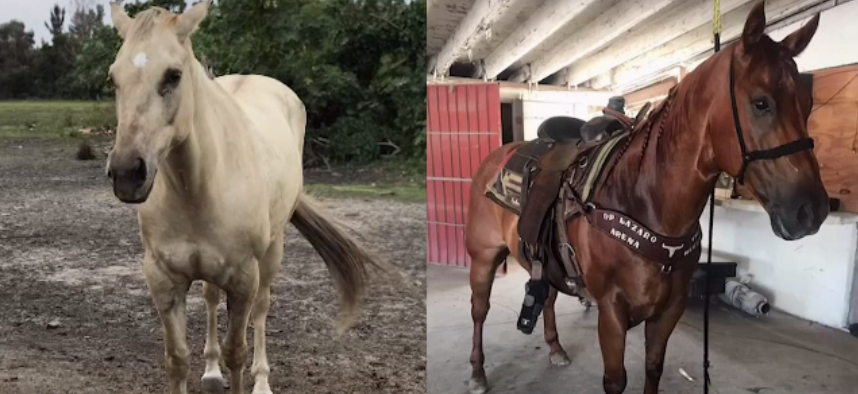 Two Horses Stolen From Ranch in Northwest Miami-Dade
