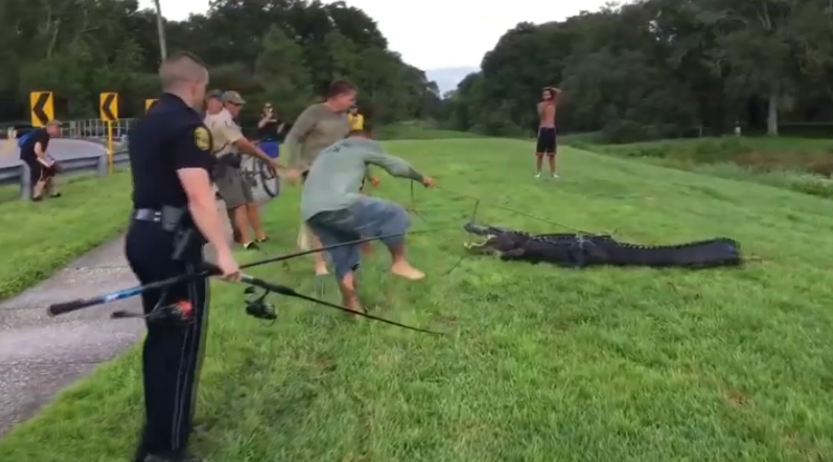 Man Bit by 10-Foot Alligator at Clearwater Park