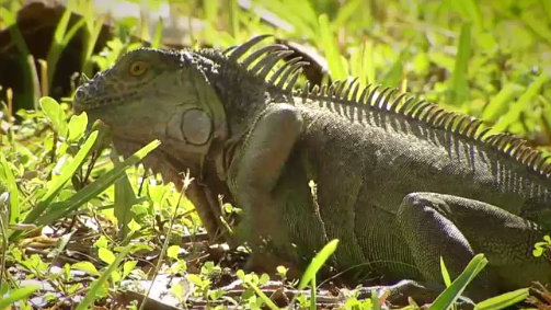 Iguanas Invading South Florida at Record Numbers: Experts