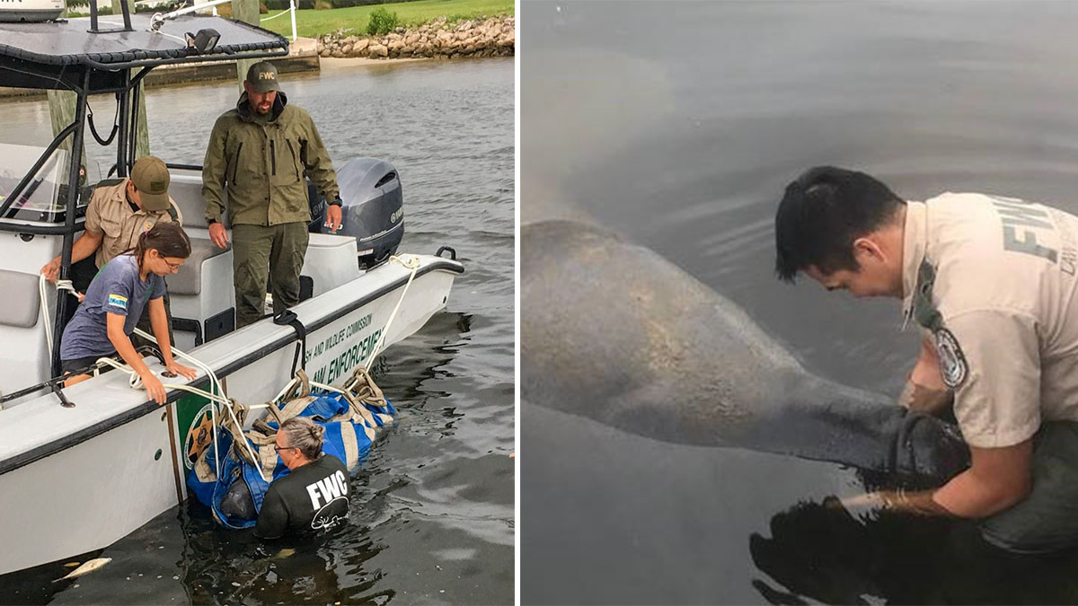 Wildlife Officials Rescue Manatee Exposed to Red Tide