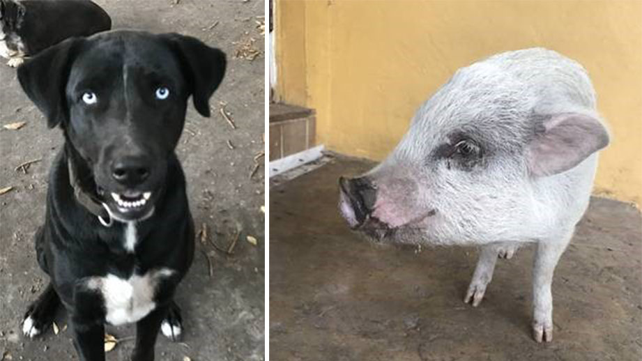 Missing Dog and Pig Found, Returned to Miami Police Officer