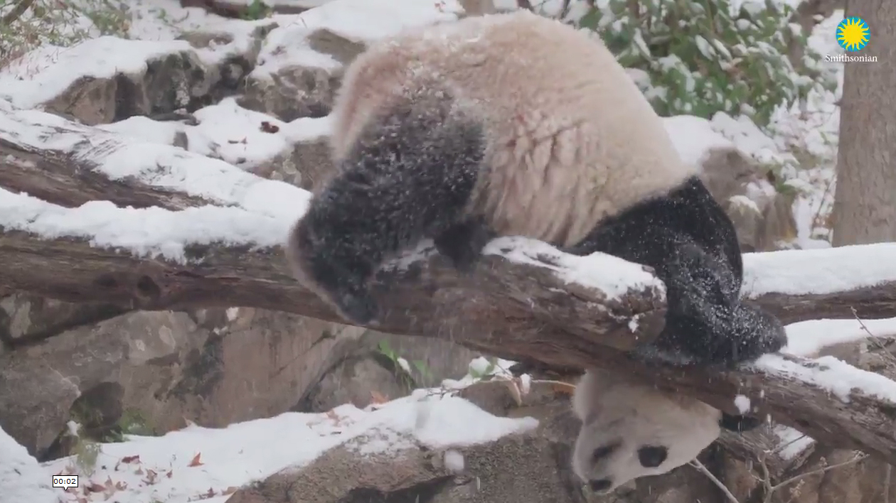 Watch: Bei Bei the Panda Has a Blast in the Snow