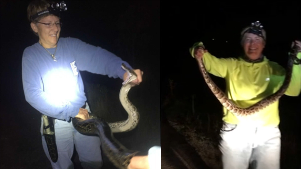 'You Gotta Love It': These Women Hunt Pythons for a Living