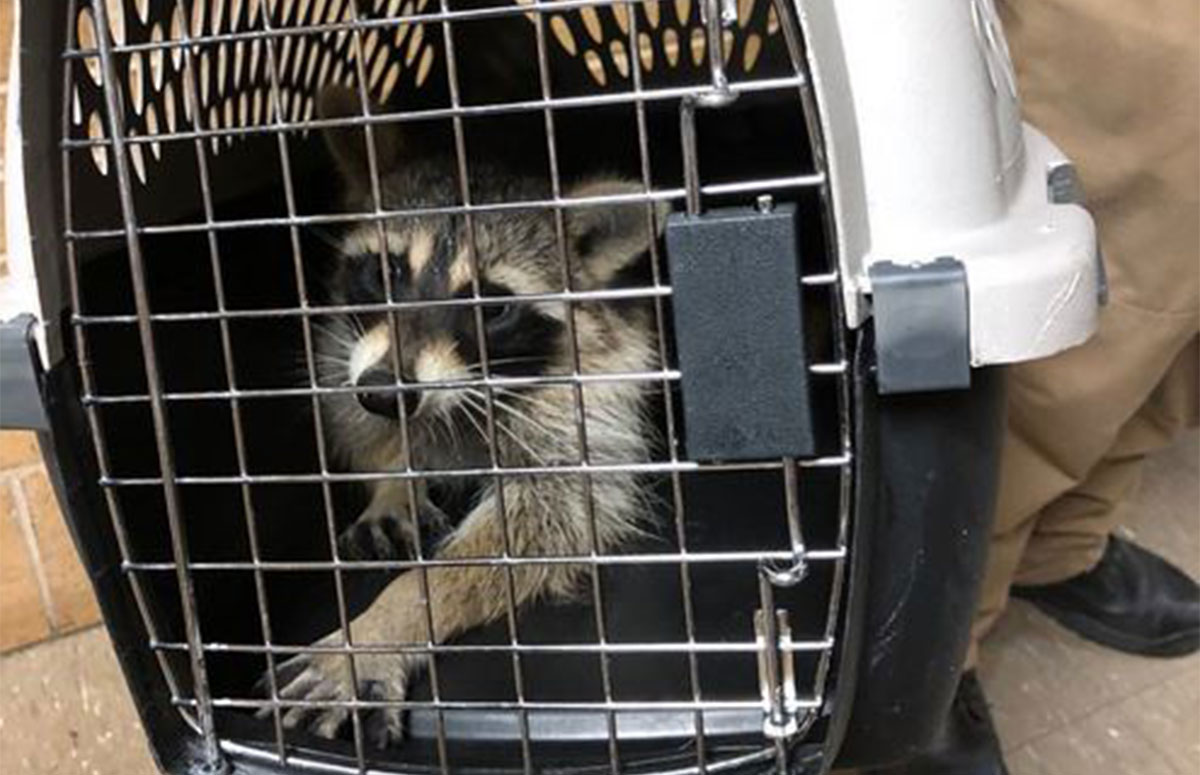 Kendall Rabies Alert Extended; 2 More Rabid Raccoons Found