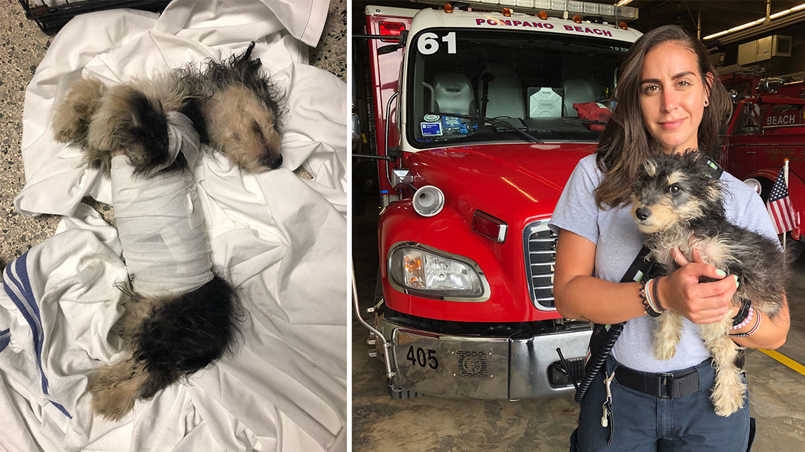 Injured Puppy Abandoned at Pompano Beach Fire Station