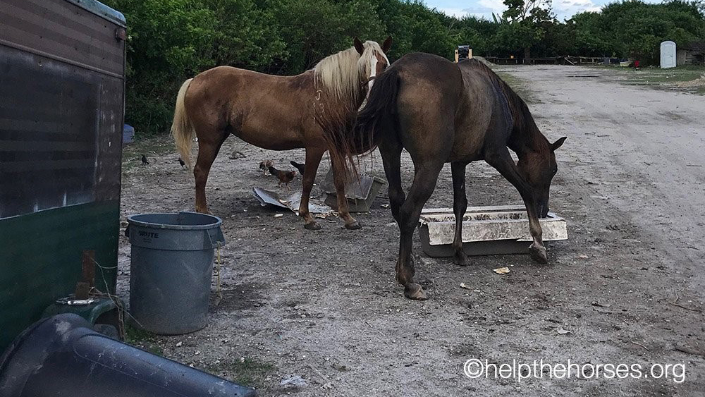 Animals Rescued From Illegal Slaughterhouse in SW Miami-Dade