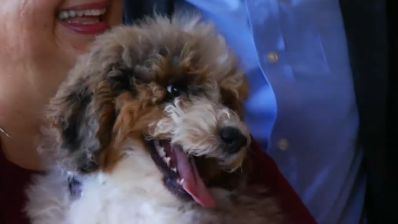 'It's Magical': MSD Students Gifted New Comfort Dog